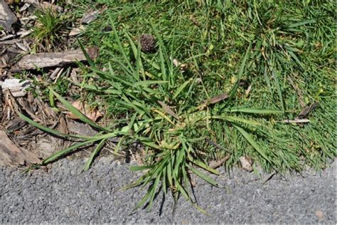 Weed Of The Week Crabgrass