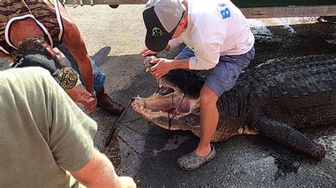 920 Pound ‘beast Of An Alligator Caught In Florida Lake Where Kids Swim