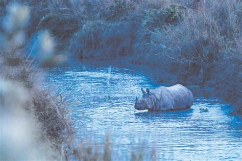 Rhino Population In Nepal Grows In Conservation Boost World Dawncom