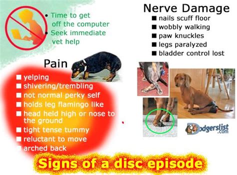 47 Best Of Symptoms Of Back Issues In Dogs Insectza