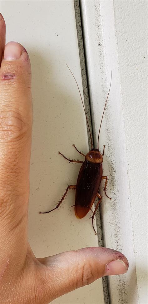 Huge Cockroach On My Back Door Rmildlyinteresting