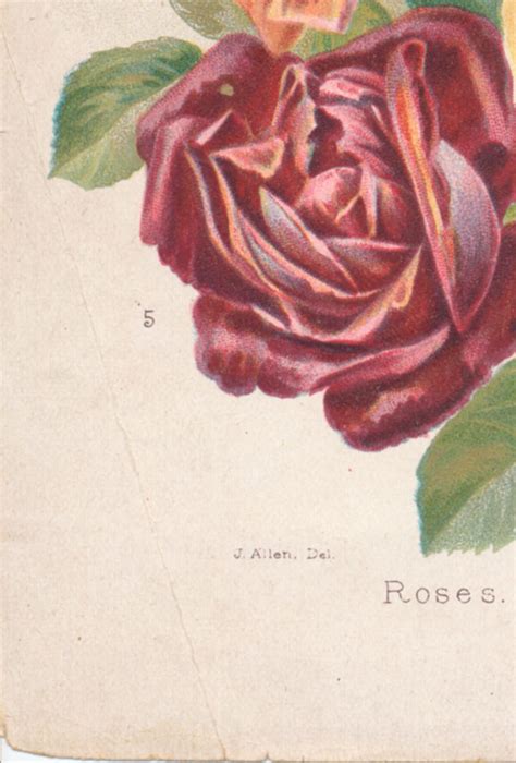 Antique Prints Of Roses