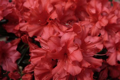 Red Azalea Flower Flowers Free Nature Pictures By Forestwander