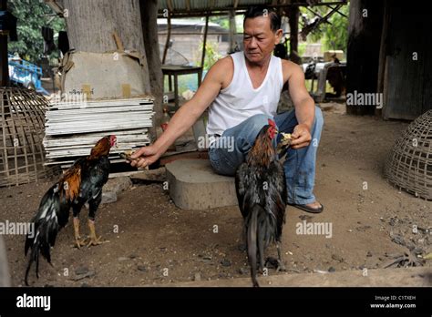 Thai Man With His Prized Fighting Cocks Village Outside Mae Sot