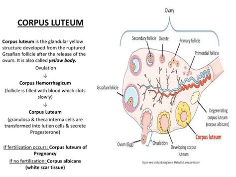 Ppt Female Reproductive System Powerpoint Presentation Id2130991