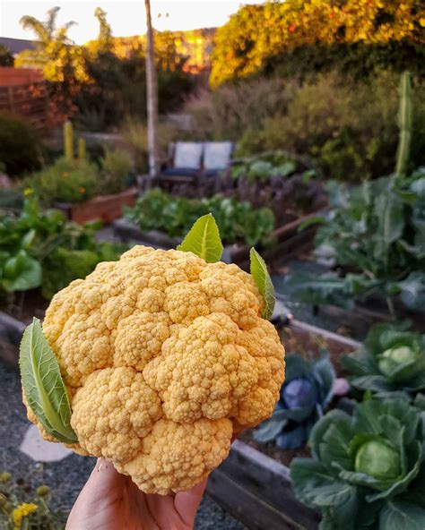 How To Grow Cauliflower From Seed To Harvest ~ Homestead And Chill