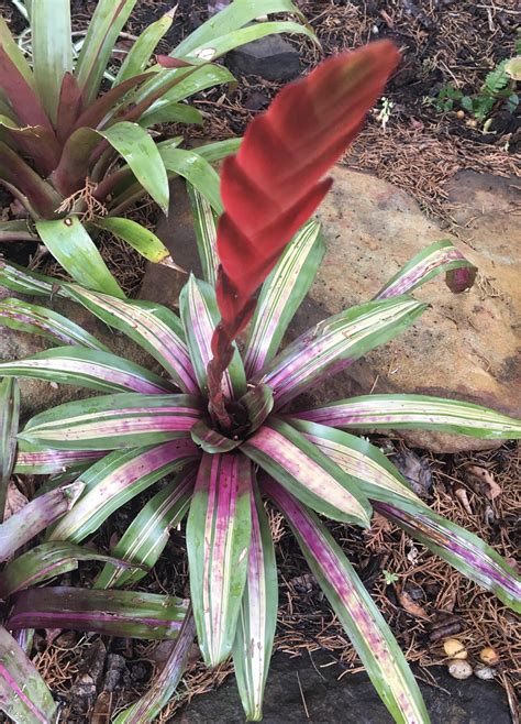 One Of My Favourite Bromeliads In Flower Vrieslutheria ‘kents Sunset