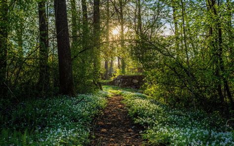 4k Printemps Perce Neige La Forêt Le Chemin Les Rayons Du Soleil