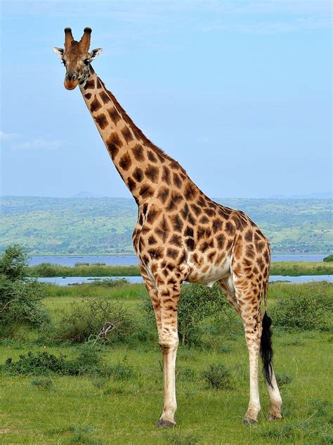 rothschilds giraffe disney animals wiki fandom