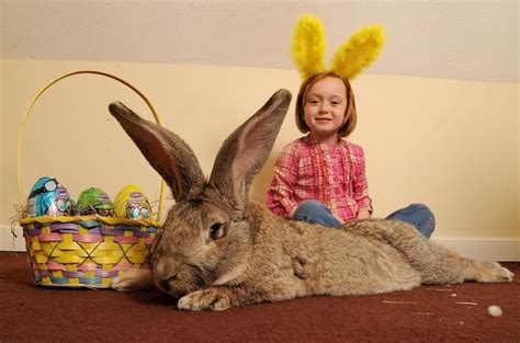 Na Veľkú noc sa pripravuje aj Darius Najväčší králik na svete