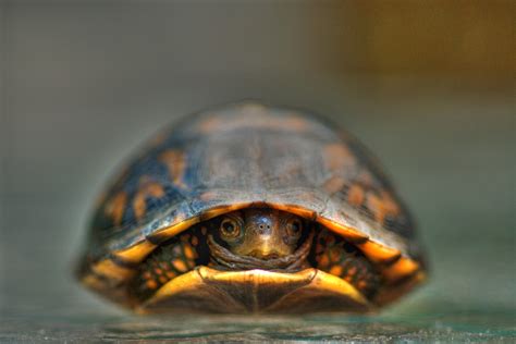 Filebaby Turtle