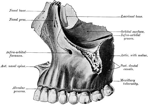 Outer Surface Of Nasal Bone Clipart Etc
