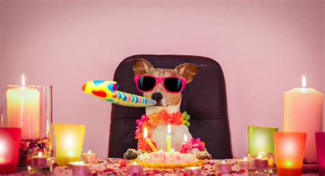 Dogs Singing Happy Birthday Stock Photos Pictures And Royalty Free
