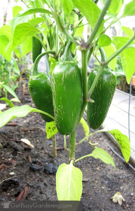 How To Grow Peppers From Seed Complete Guide Easy Vegetables To Grow