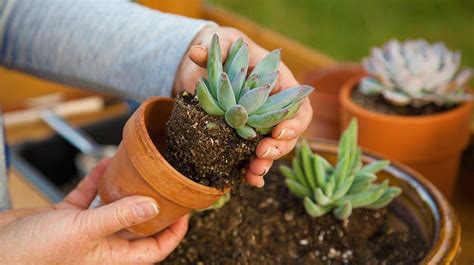 The Best Pots And Soil For Succulents Everything You Need To Know