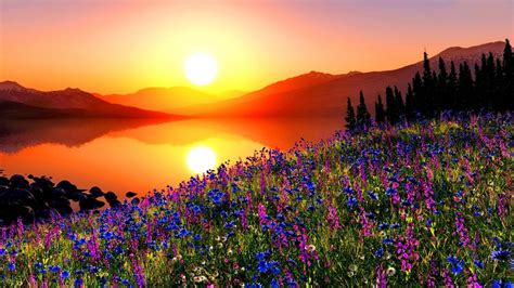 Sunset Mountain Meadow With Flowers Pine Trees Mountains