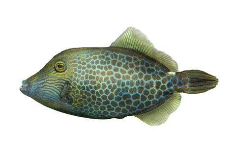 Tropical Coral Fish Honeycomb Filefish On White Background Stock Photo