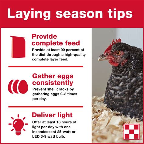 Tips for Quality Eggs | Best egg laying chickens, Egg laying chickens, Backyard poultry