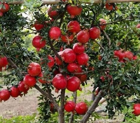 Balbasaur Pomegranate Rare Giant Kandhari Anar Live Hybrid Fruit Plant