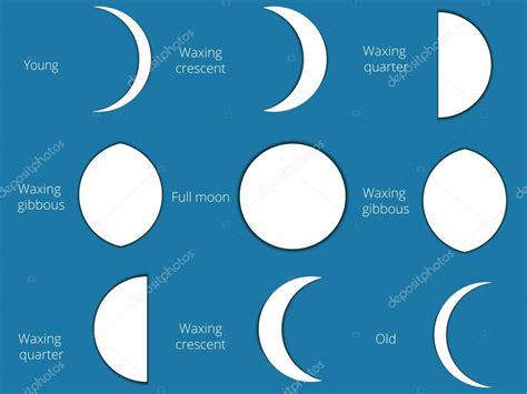 Ilustracao Lunar Do Vetor Das Fases Moon O Ciclo Da Fase Lua Nova Images
