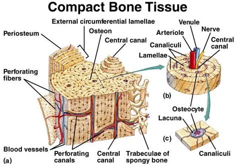 33 label the bone model these pictures of this page are about:compact bone labeled diagram bone tissue anatomy - Google Search | ISAP 100 2014 ...