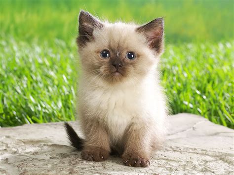 Its Hd Animals Funny Wallpapers Cute Baby Kittens