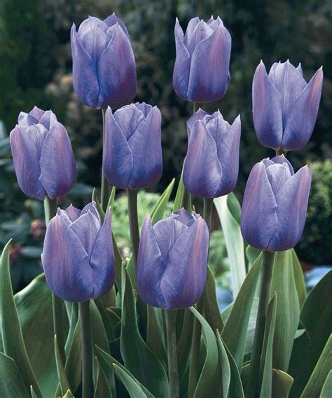 Beautiful Periwinkle Colored Tulips Blue Tulips Tulips Tulip Seeds