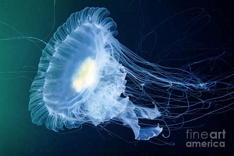Egg Yolk Jellyfish Photograph By Alexander Semenovscience Photo Library