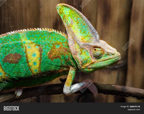 Green Chameleon On Image And Photo Free Trial Bigstock