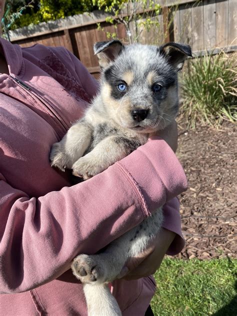 We do not currently have australian cattle dog puppy's ready for their forever homes. Australian Cattle Dog Puppies For Sale | Manteca, CA #326707