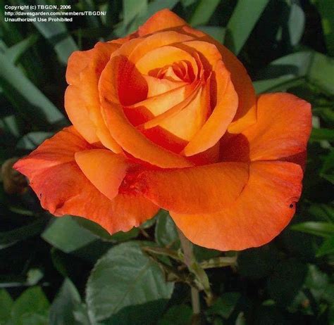 This Is An Orange Tropicana Rose They Are My Moms Favorite She Says