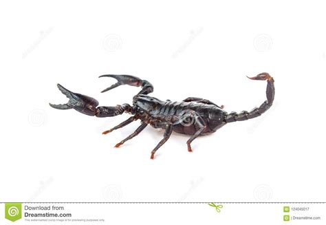 Black Scorpion Isolated On A White Background Stock Image Image Of
