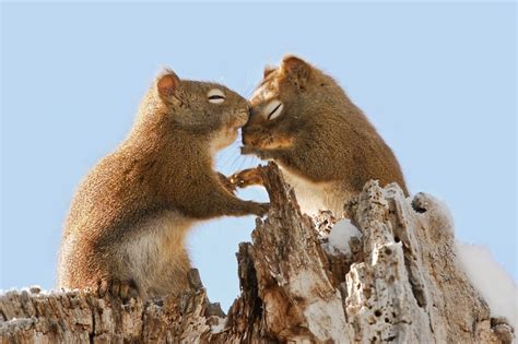 20 Animal Couples That Prove Love Exists In The Animal Kingdom Too