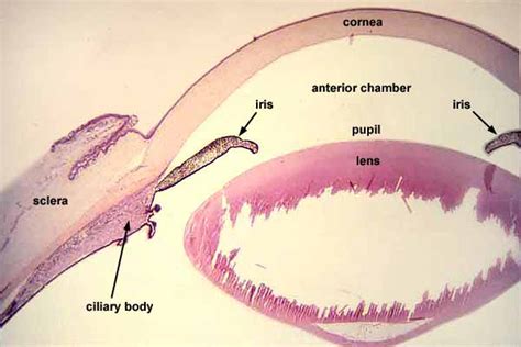 Sclera Histology