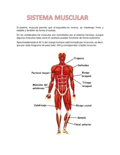 Partes Del Sistema Muscular Musculos Del Cuerpo Humano Cuerpohumano