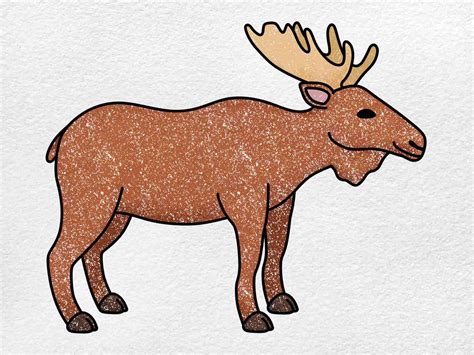 Moose Antler Drawing