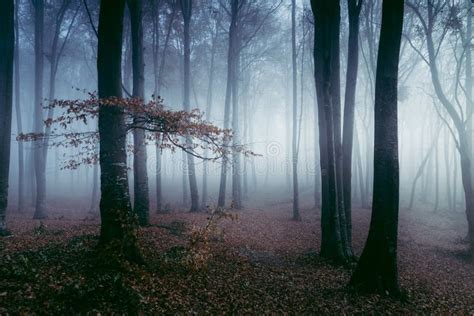 Blue Spooky Light Into Foggy Forest Stock Photo Image Of Forest Code