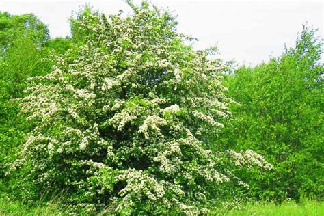 Crataegus Laevigata Midland Hawthorn May Albespyne Bird Eagles