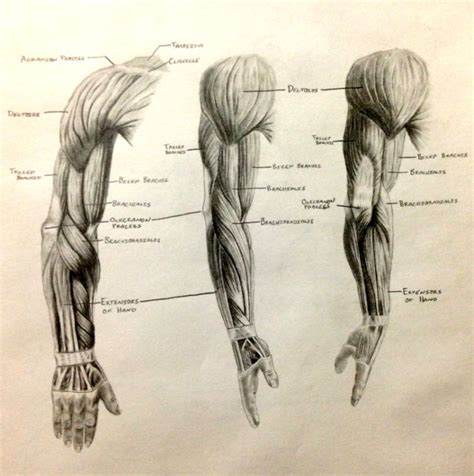 Muscles of both the upper arm and forearm control movement of the forearm. Arm Muscles Anatomy | Safari Wallpapers