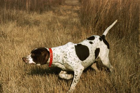 10 Best Dog Breeds For Hunting