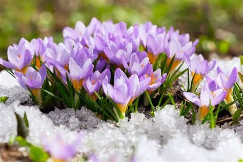 35 Stunning Snow Flowers Including Photos Naturallist
