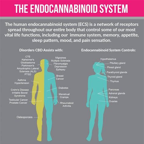 ﻿how cbd works the endocannabinoid system explained a journey through the fog