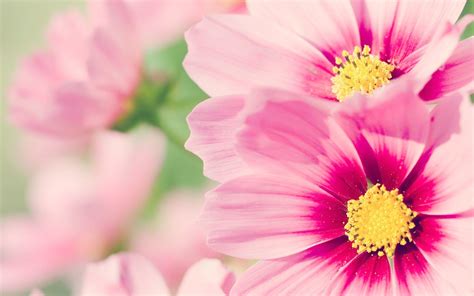 Customize and personalise your desktop, mobile phone and tablet with these free wallpapers! Pink Flower Desktop Wallpapers - Wallpaper Cave