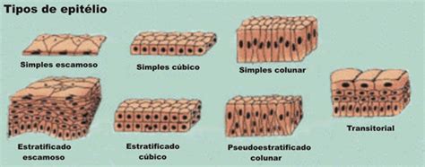 Tecido Epitelial Questões Dos Vestibulares