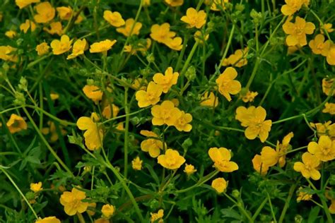 Buttercup Flower Meaning And Symbolism The Sweetness Of Spring