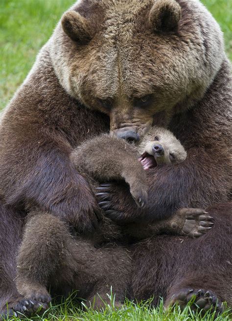 Mama Bear Snuggling Her Cub Rhitmanimals