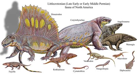 Littlecrotonian Late Early Or Early Middle Perminan Fauna Of North