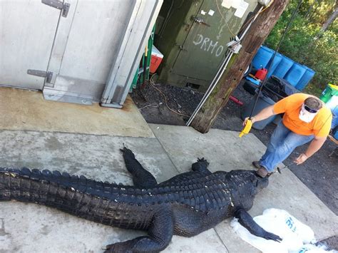 Us Hunters Capture 765 Pound Alligator With Bare Hands Cn
