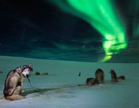 Explore The Magical Northern Lights On A Dog Sledding Tour Book A Tour