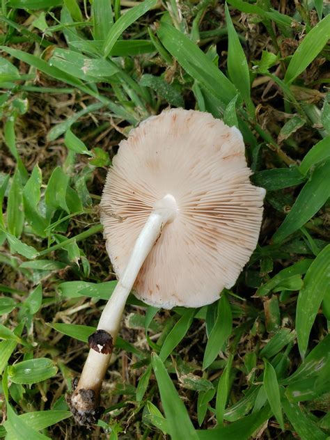 Western Pa Id Mushroom Hunting And Identification Shroomery Message